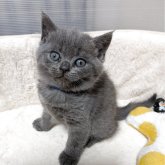 ブリティッシュショートヘア