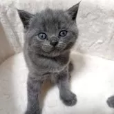 ブリティッシュショートヘア