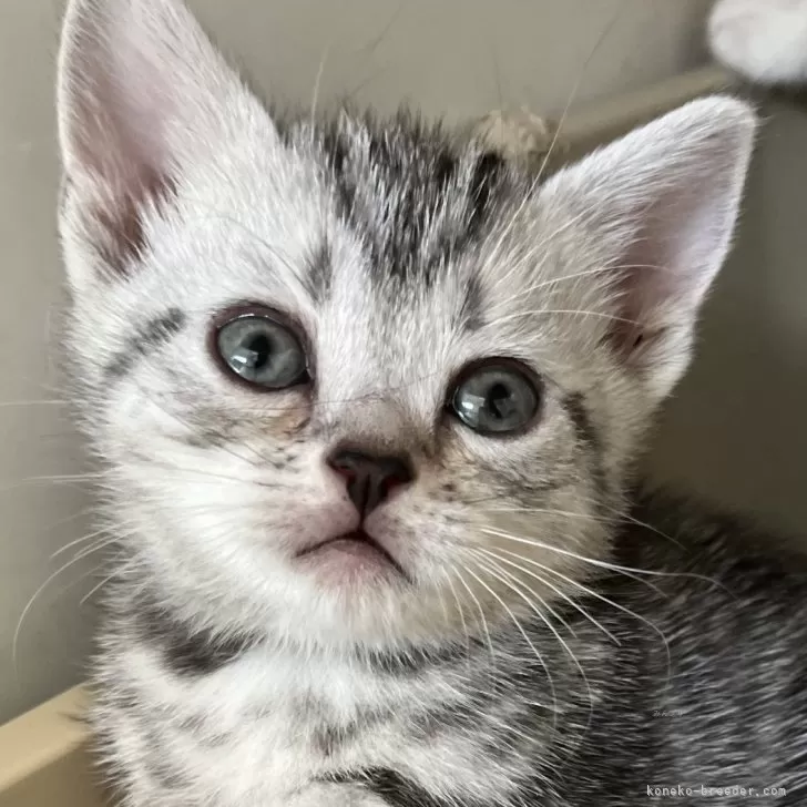 ID:2411-02299の子猫