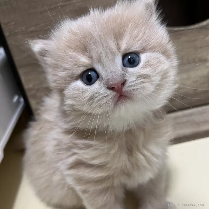 ID：2412-01551の子猫