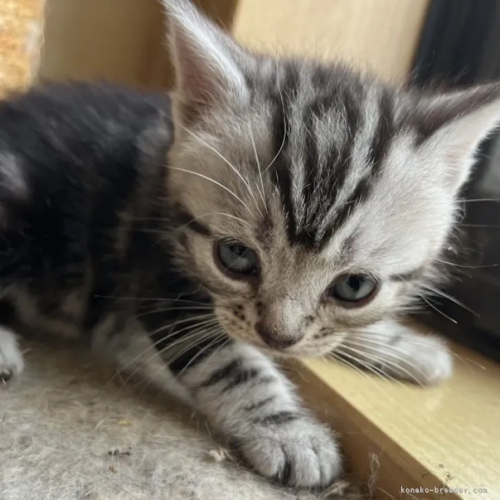 ID：2304-02224の子猫