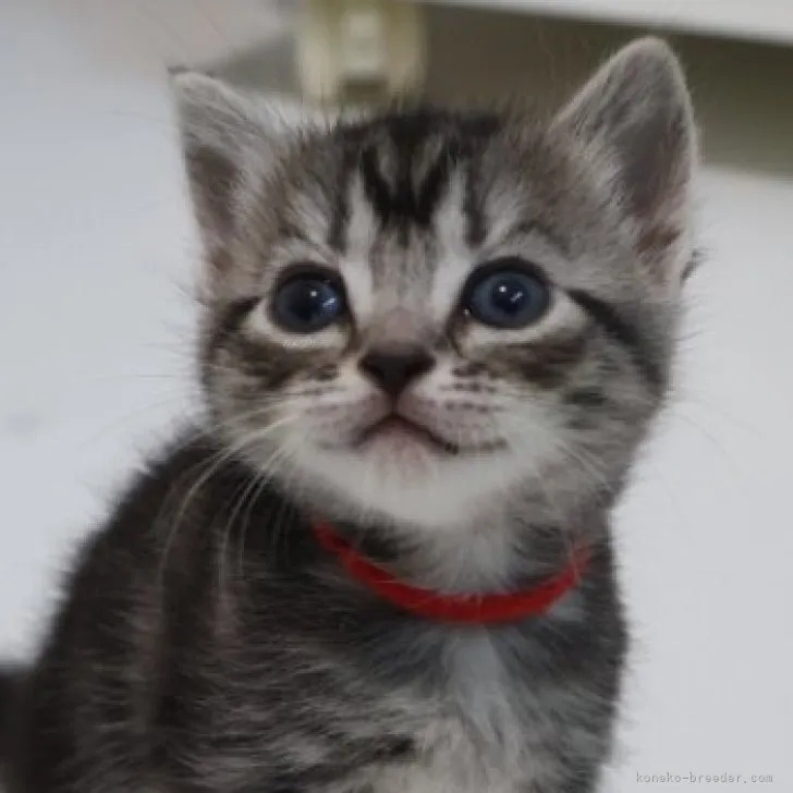 ID：2308-02286の子猫