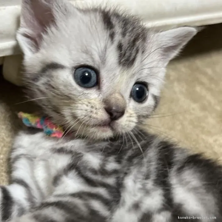 ID：2302-01154の子猫