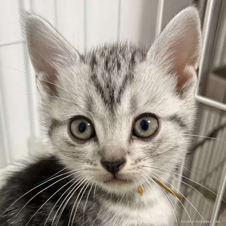 アメショのアルちゃん 様のお迎えした子猫