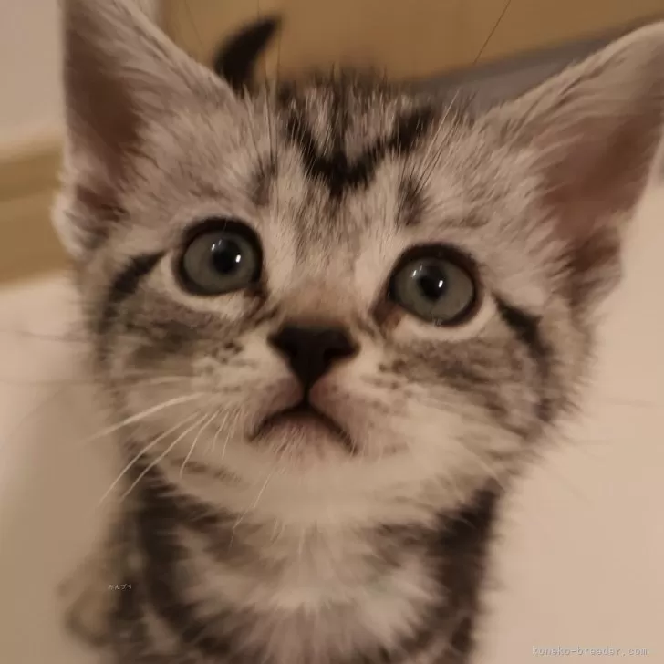 ID:2403-00800の子猫