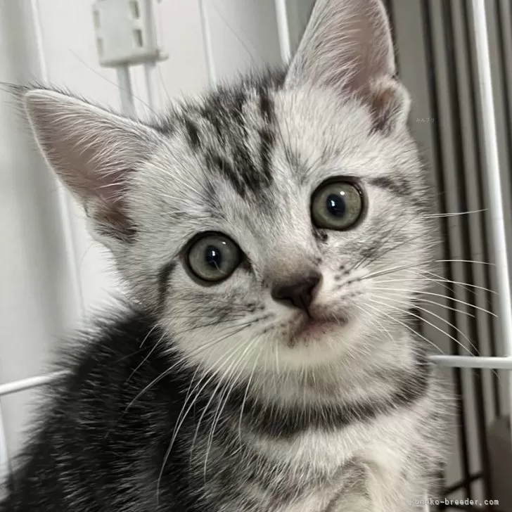 ID:2411-01294の子猫