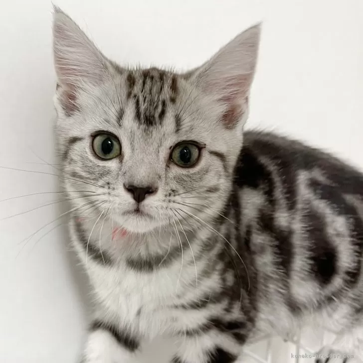 ID:2404-00946の子猫