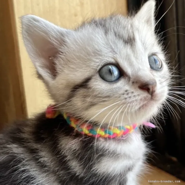 K.T 様のお迎えした子猫