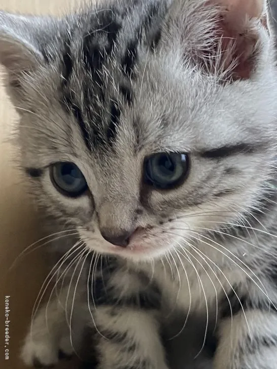 M.O 様のお迎えした子猫