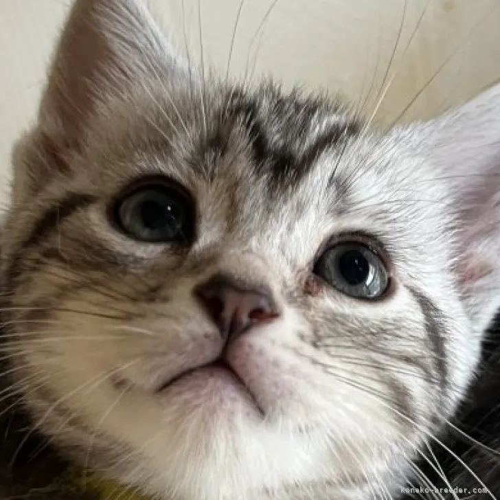 ID：2304-02225の子猫