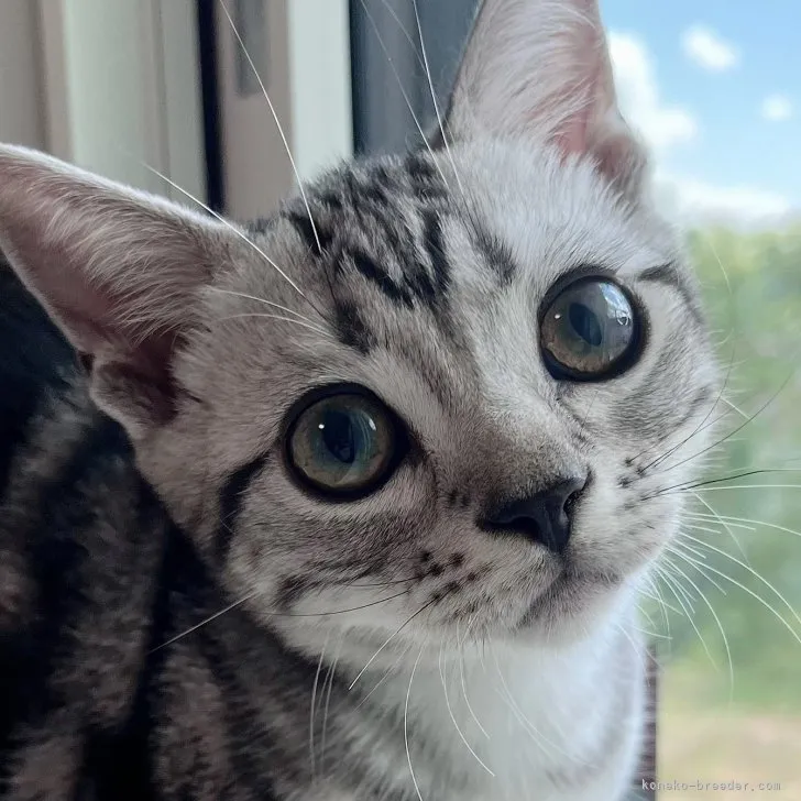 ID:2305-02224の子猫