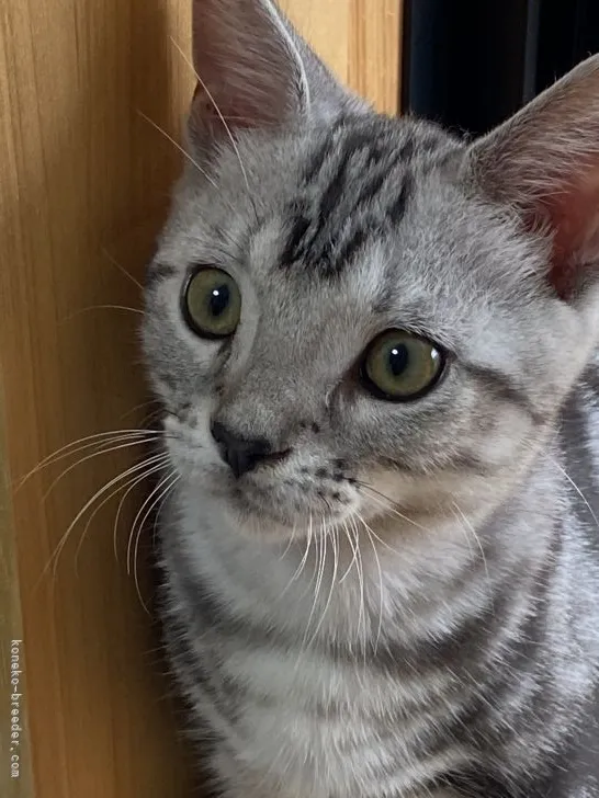 ID：2109-02765の子猫