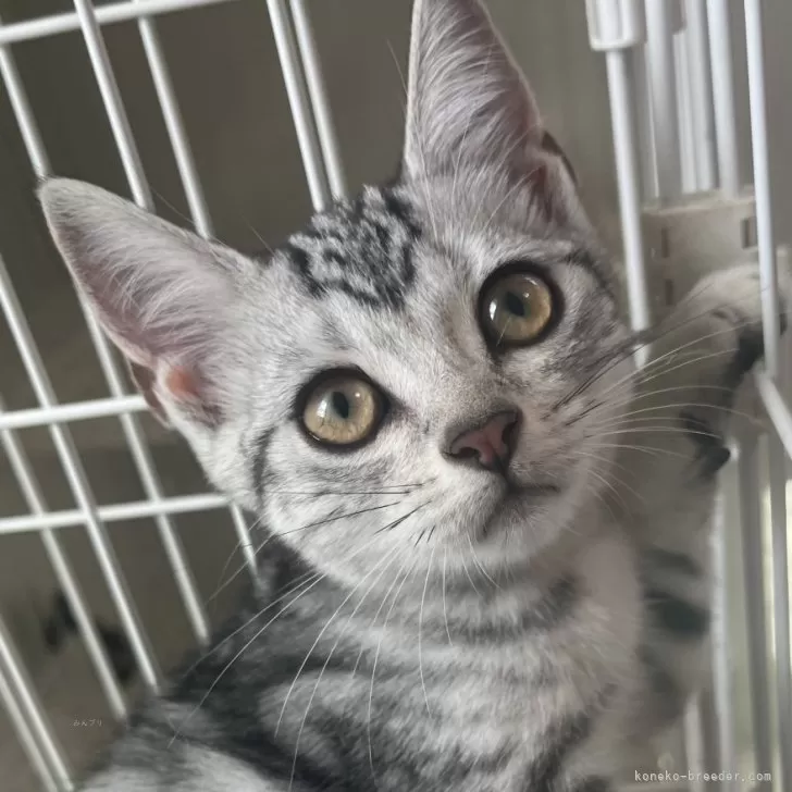 ID:2409-00446の子猫