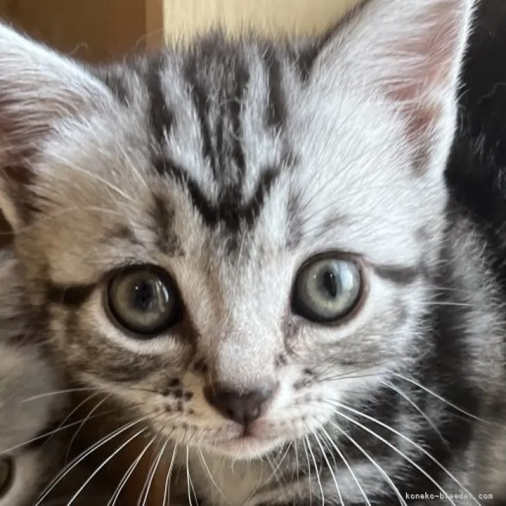ID:2305-03307の子猫