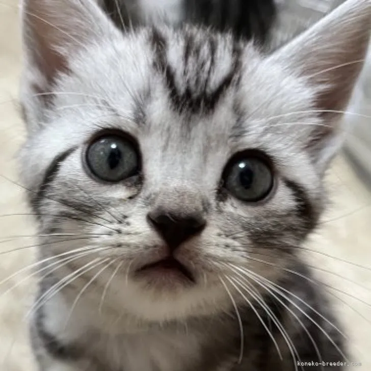 ゆたな 様のお迎えした子猫