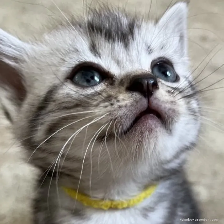 ID：2302-01153の子猫