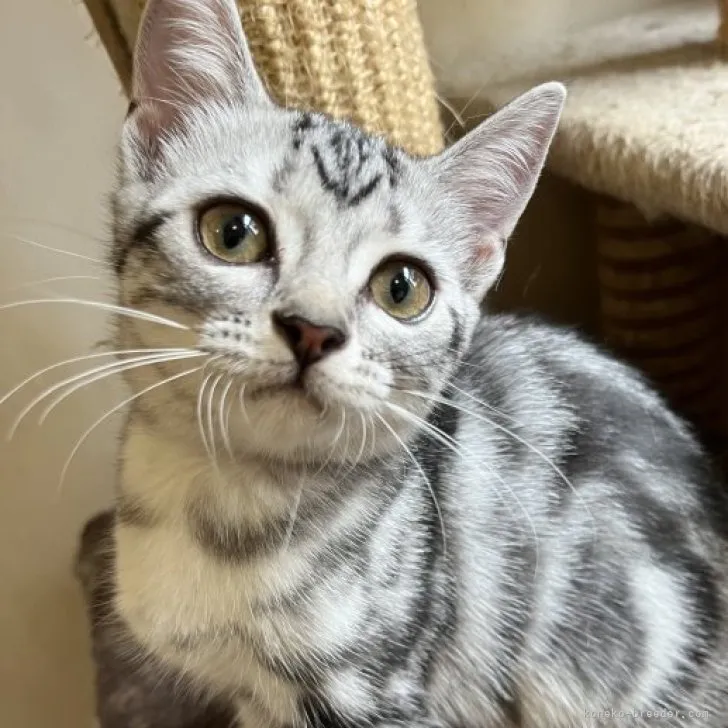 ID：2304-02990の子猫