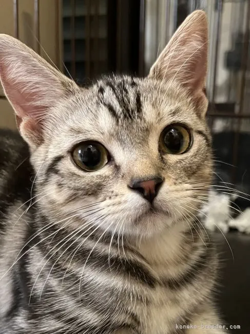 ID：2203-00032の子猫