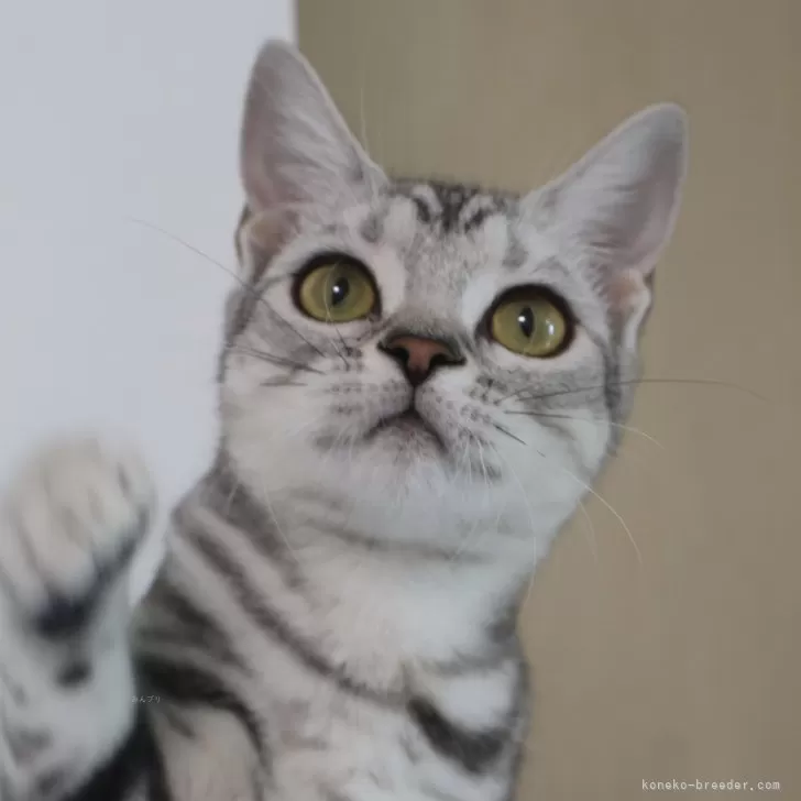 ID：2403-02635の子猫