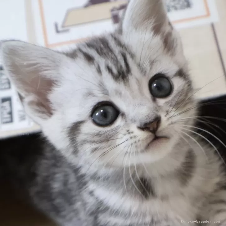 ID：2404-03529の子猫