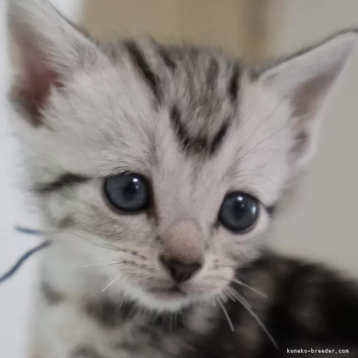 ID:2409-01596の子猫