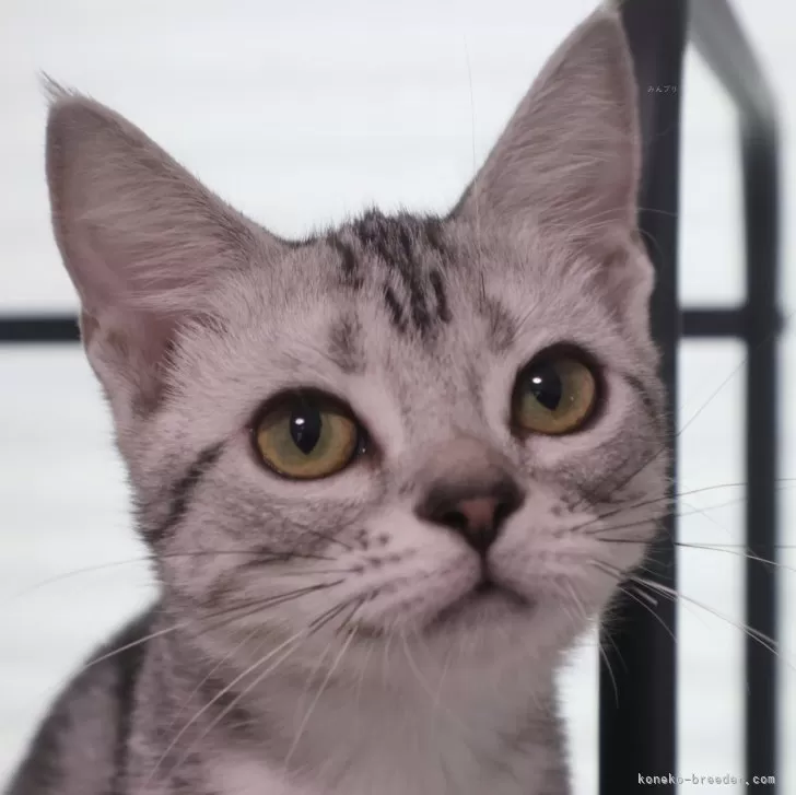ID:2403-02636の子猫