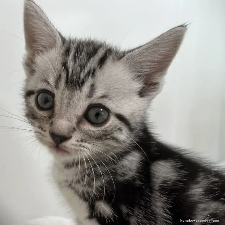 ID：2309-02316の子猫