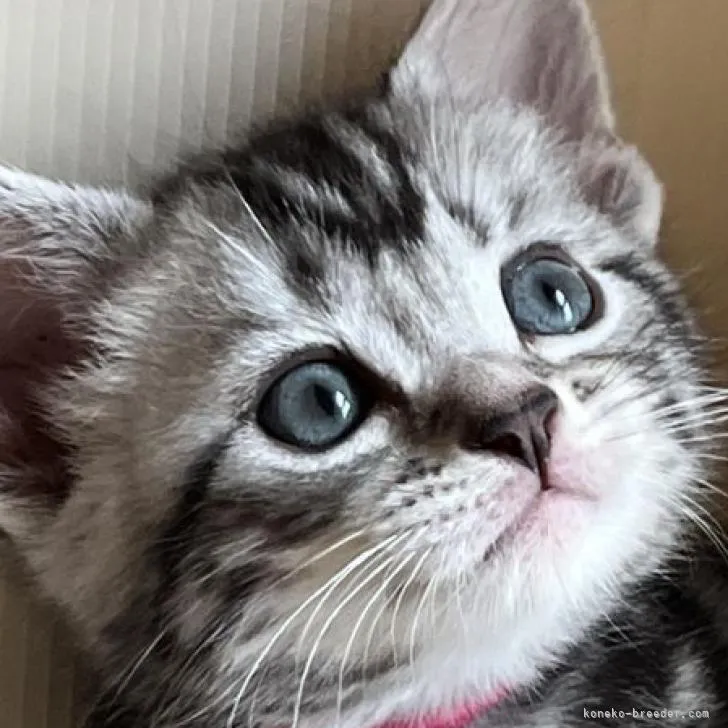 ID:2205-03183の子猫