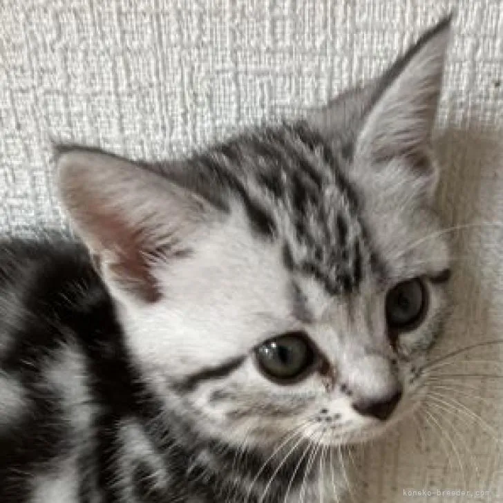 ID：2210-02693の子猫