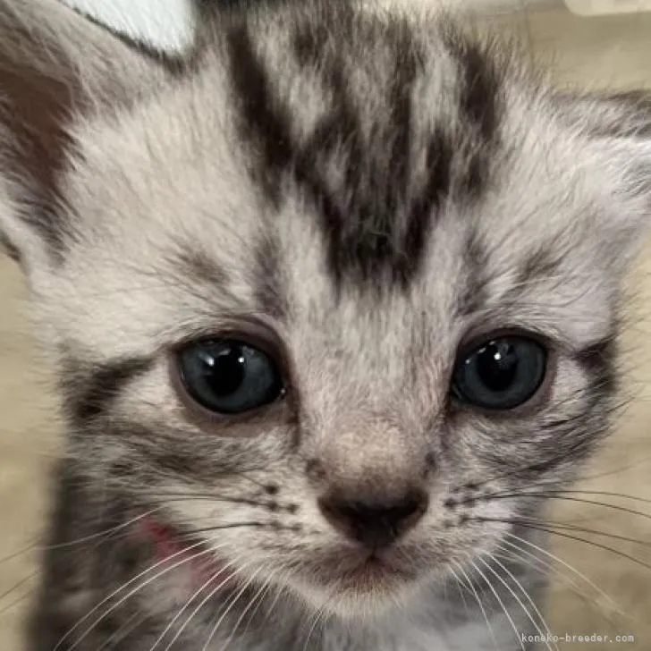 ラナ・エマ 様のお迎えした子猫