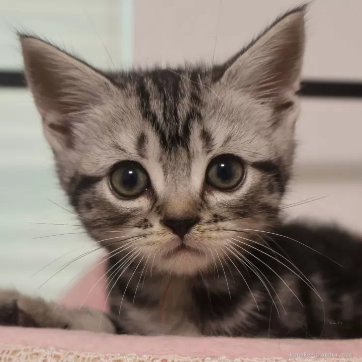 ID:2407-02083の子猫