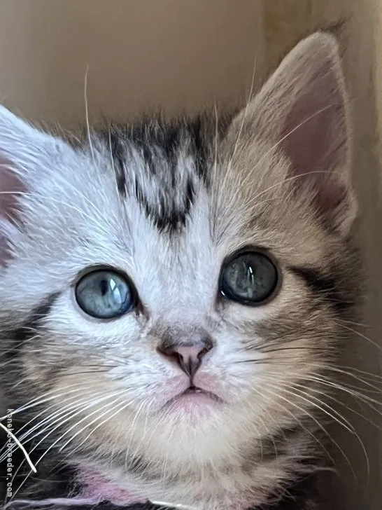 ID：2205-03189の子猫