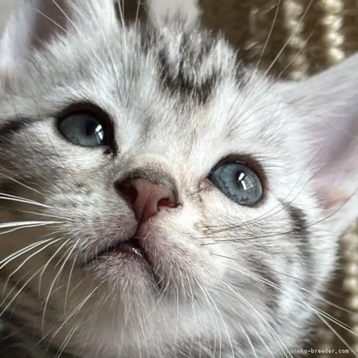 ID：2205-03186の子猫