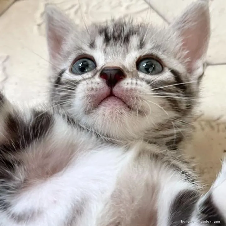 ふくちゃん 様のお迎えした子猫