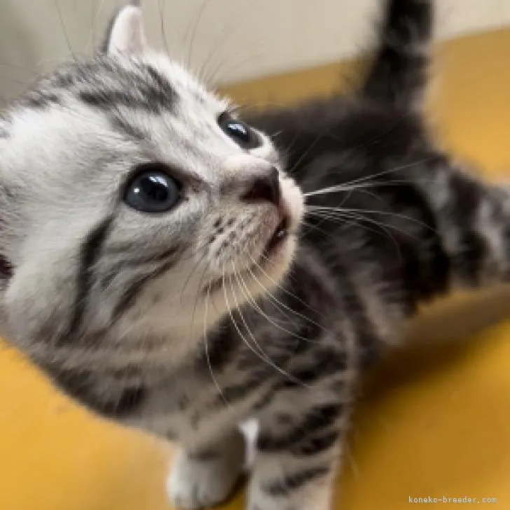 ID:2207-00053の子猫