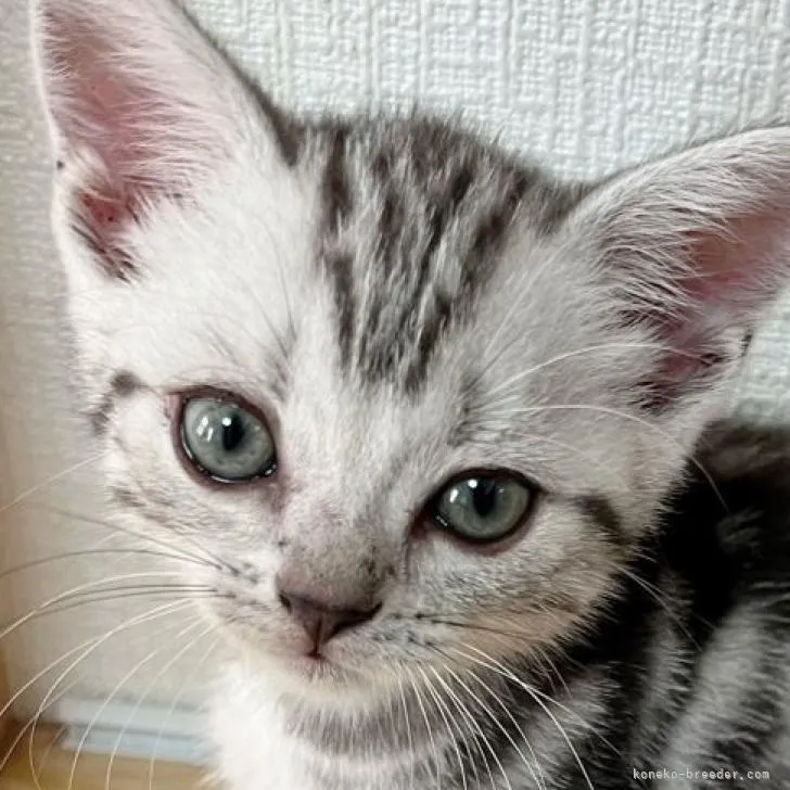 ID:2207-00238の子猫