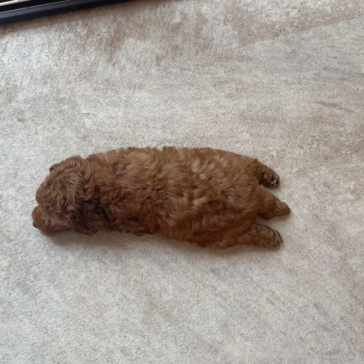 ID：2208-01671の子猫