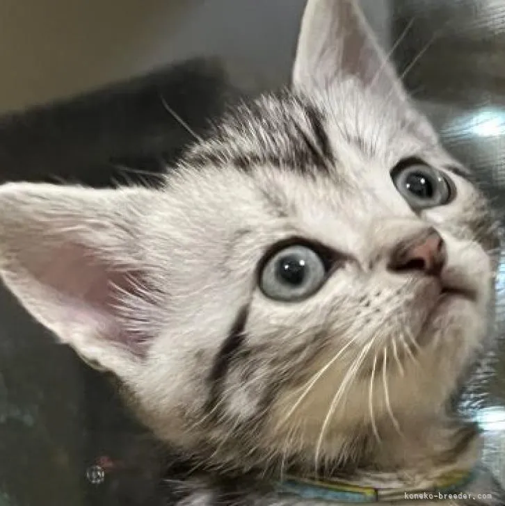 ID：2205-03192の子猫