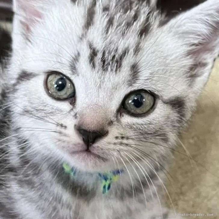 ID：2210-02694の子猫