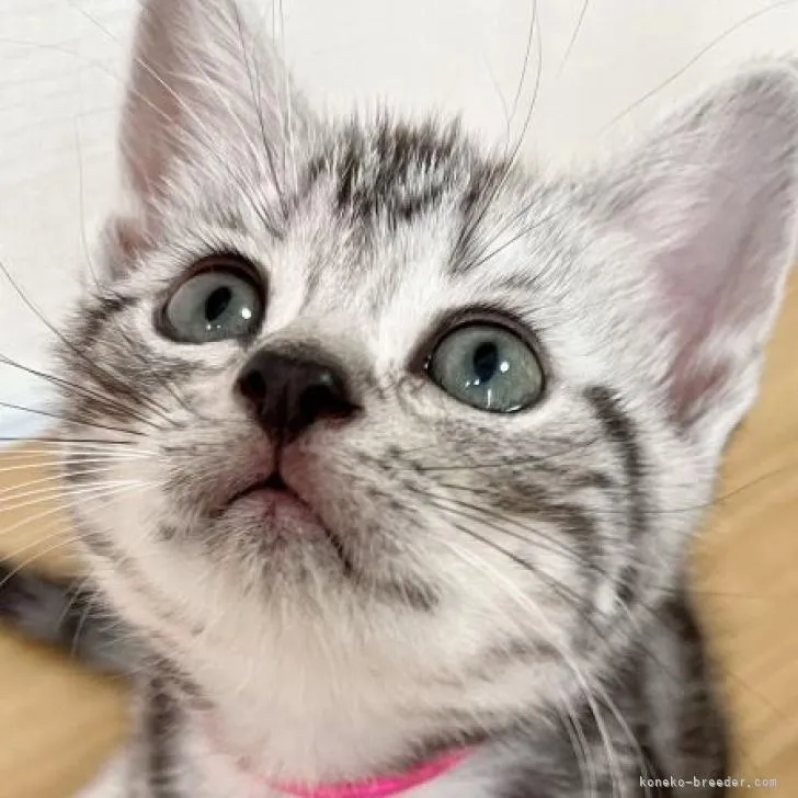 ID：2207-00242の子猫