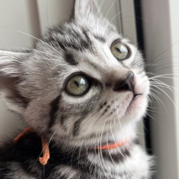 アメリカンショートヘア【兵庫県・女の子・2023年6月19日・シルバータビー】の写真「兄弟唯一の女の子！」