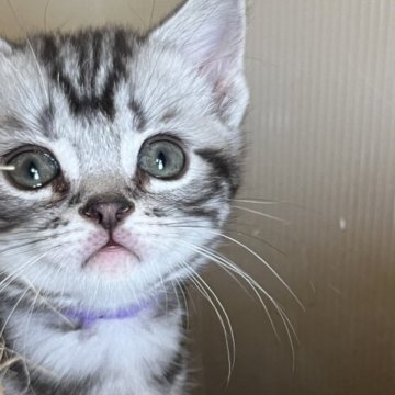 アメリカンショートヘア【兵庫県・男の子・2023年3月19日・シルバータビー】の写真「他の子猫と同時に見学OK」
