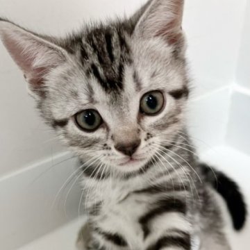アメリカンショートヘア【兵庫県・男の子・2023年7月24日・シルバータビー】の写真「他の子猫と同時に見学OK
兄弟唯一の男の子です」