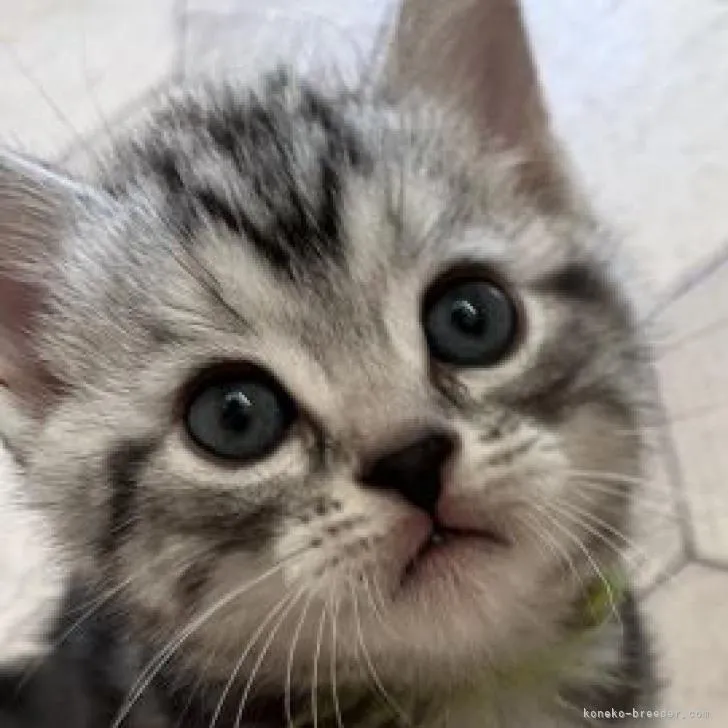 ID：2211-02646の子猫