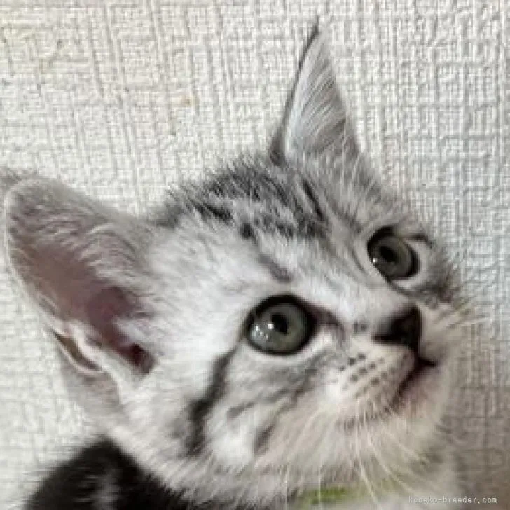 ID:2210-02691の子猫