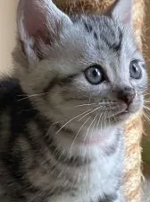 アメリカンショートヘア【兵庫県・男の子・2021年8月16日・シルバータビー】の写真2