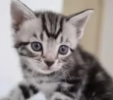 アメリカンショートヘア【兵庫県・男の子・2024年8月8日・シルバータビー】の写真3