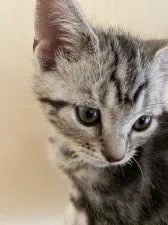 アメリカンショートヘア【兵庫県・男の子・2021年9月7日・シルバータビー】の写真4「ガガガーン」