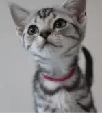 アメリカンショートヘア【兵庫県・女の子・2024年2月29日・シルバータビー】の写真4