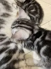 アメリカンショートヘア【兵庫県・男の子・2021年8月16日・シルバータビー】の写真5